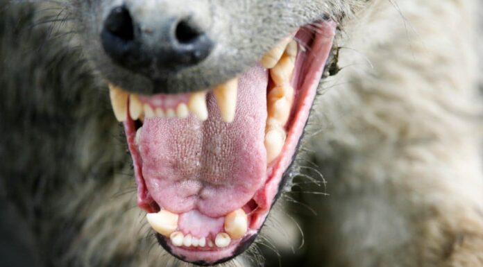 Incontra la "Iena spessa" con strisce, che è cresciuta grande come un orso
