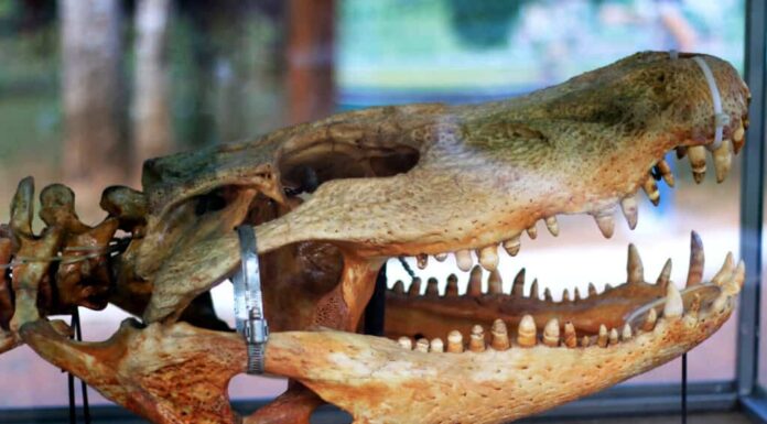 Questo enorme coccodrillo antico avrebbe dominato gli umani

