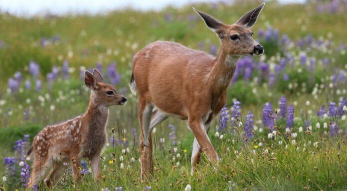 Stagione dei cervi in ​​Ohio: tutto ciò che devi sapere per essere preparato

