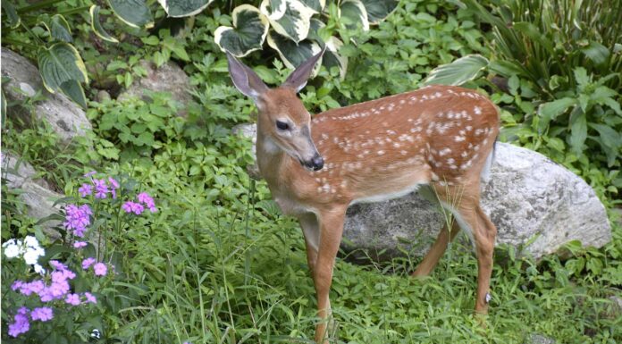 Stagione dei cervi in ​​Louisiana: tutto ciò che devi sapere per essere preparato
