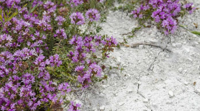 Timo lanoso vs timo strisciante
