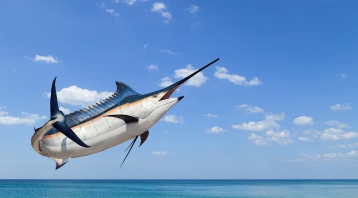  mostri marini!  I 10 pesci trofei più grandi mai catturati nella Carolina del Sud
