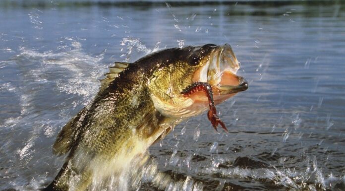 Il miglior campeggio in assoluto vicino a Houston
