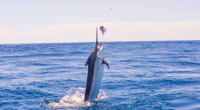  mostri marini!  I 10 pesci trofei più grandi mai catturati nella Carolina del Nord
