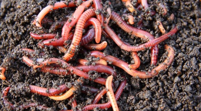  I vermi fanno la cacca?  Tutto quello che devi sapere
