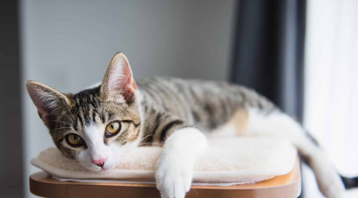 Come fare la cacca del tuo gattino: 5 tecniche comprovate
