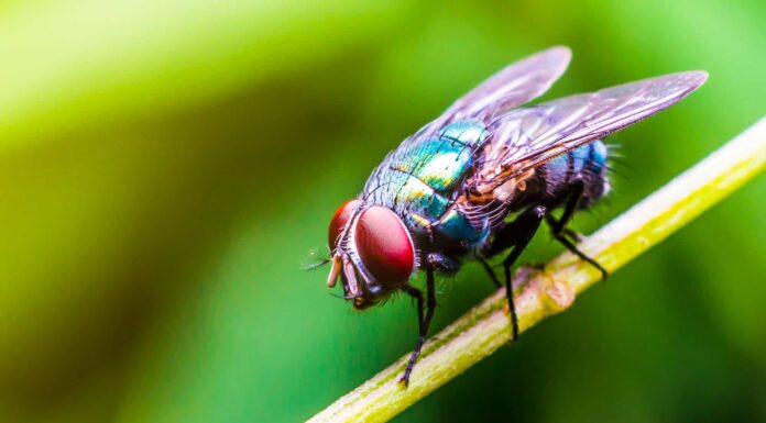 Le mosche fanno la cacca?

