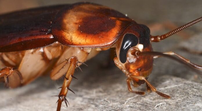 Scarafaggi in Pennsylvania
