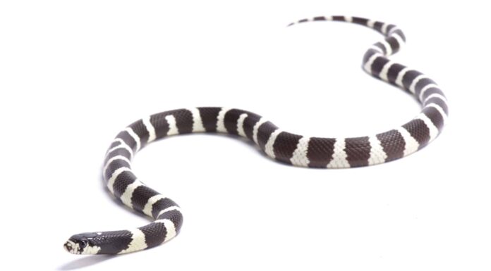 Serpente reale della California
