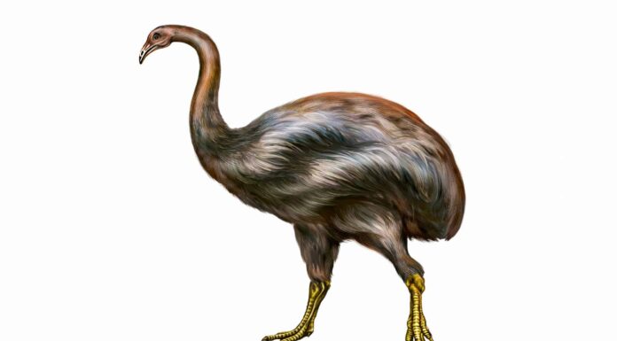 6 uccelli incapaci di volare estinti dalla Nuova Zelanda

