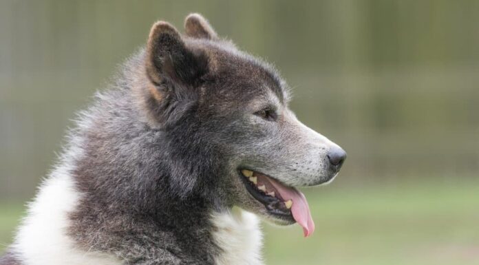 Cane eschimese canadese
