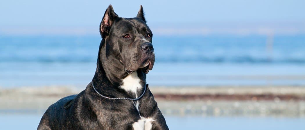 Cane Corso