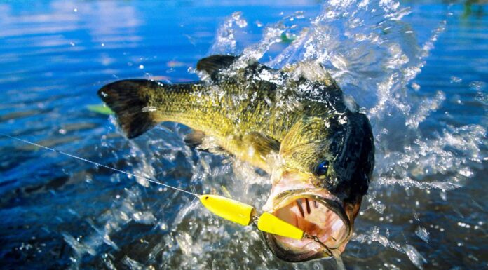  mostri marini!  I 12 pesci trofei più grandi mai catturati in Georgia
