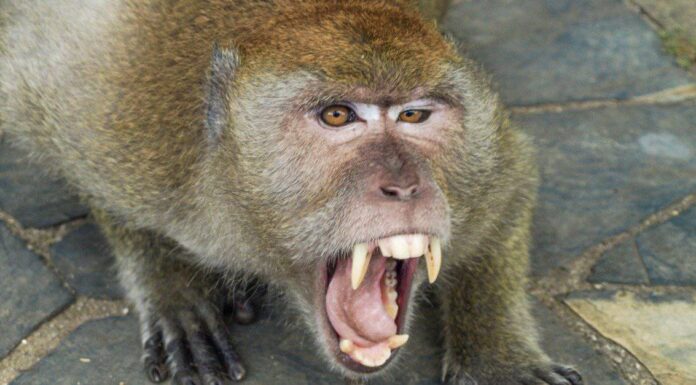 Scimmie (e scimmie) che uccidono cani: perché succede?
