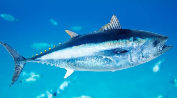  mostri marini!  I 10 pesci trofei più grandi mai catturati in Connecticut
