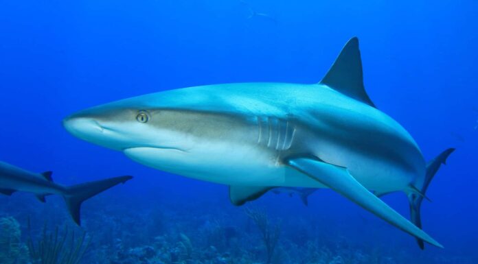 Squalo caraibico della barriera corallina
