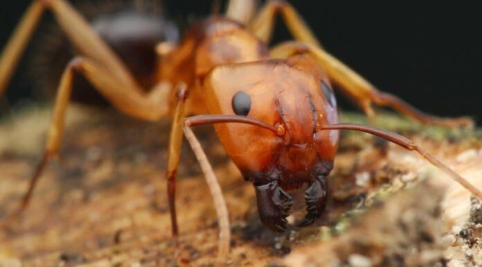 Formica del carpentiere
