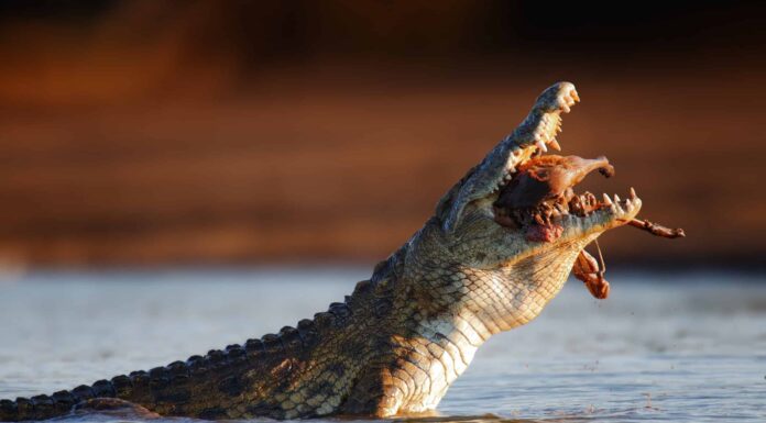 Scopri 15 diversi animali che possono e hanno mangiato esseri umani
