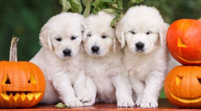 Cani che mangiano semi di zucca: sicuri, pericolosi o mortali?
