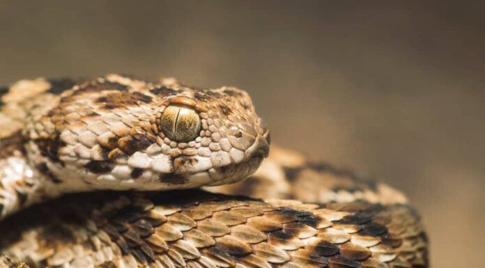 Palestine Carpet Viper (Echis coloratus) from Oman. The scales on the snake&rsquo;s side are angled at 45 degrees and are serrated.