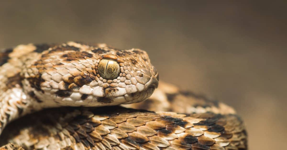 Palestine Carpet Viper (Echis coloratus) from Oman. The scales on the snake&rsquo;s side are angled at 45 degrees and are serrated.