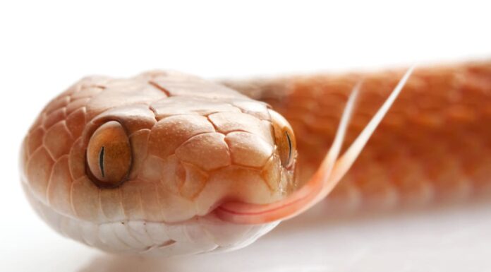 Serpente dagli occhi di gatto
