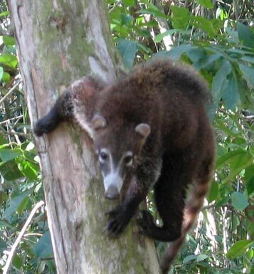 Il miglior campeggio in assoluto vicino a Tucson
