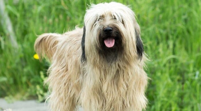 Cane da pastore catalano
