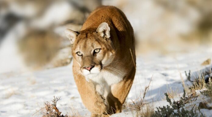 Denti da leone di montagna: tutto ciò che devi sapere
