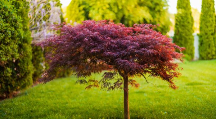 japanese maple seeds