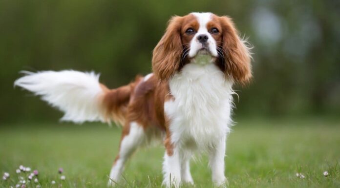 Cavalier King Charles Spaniel
