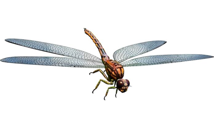 Scopri la libellula delle dimensioni di un falco che mangiava le lucertole
