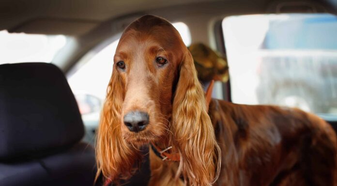 I cani possono avere il mal d'auto?
