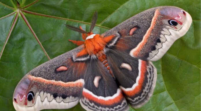 Falena Cecropia
