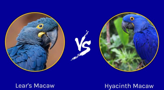 Ara di Lear contro Ara giacinto
