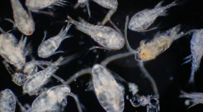 Cosa mangiano i copepodi?
