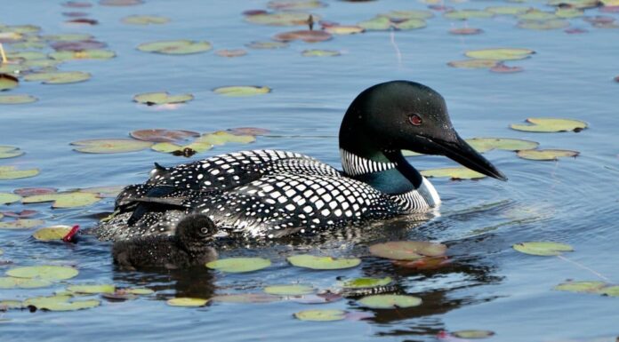 A The Best Nest Boxes Birds Will Actually Use for 2022