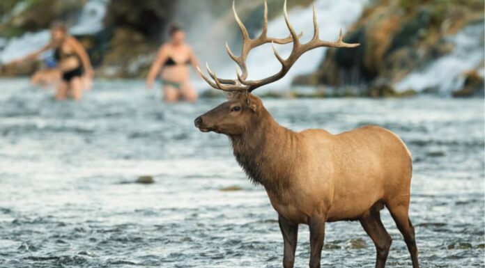 Qual è il momento migliore per visitare il Parco Nazionale di Yellowstone?

