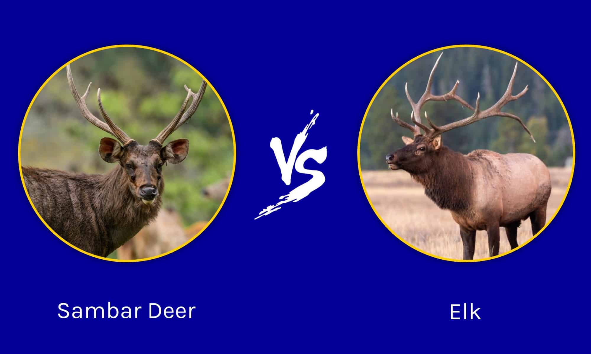 Sambar Deer vs Elk: quali sono le differenze?