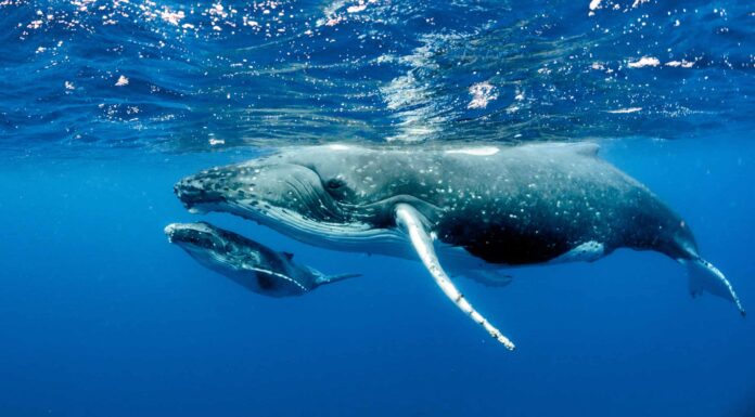 Denti di megattera: tutto ciò che devi sapere
