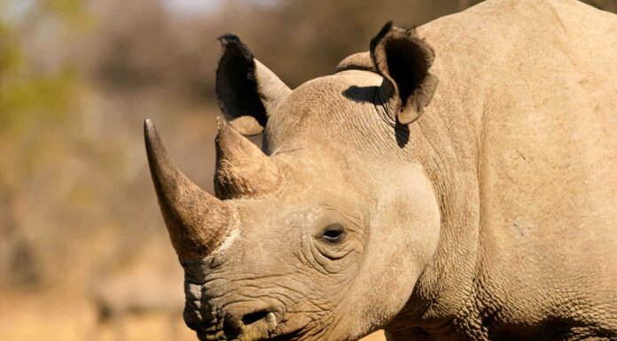 Western Black Rhinoceros