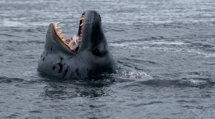 Sigillare i denti: tutto ciò che devi sapere
