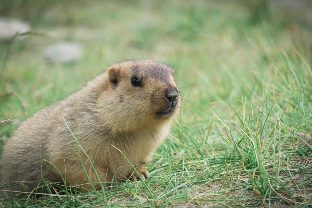 Marmotta