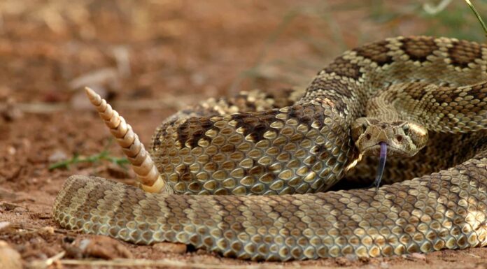 Scopri gli animali più letali della California
