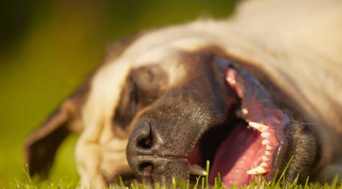 Russare il cane: cosa significa e quando preoccuparsi

