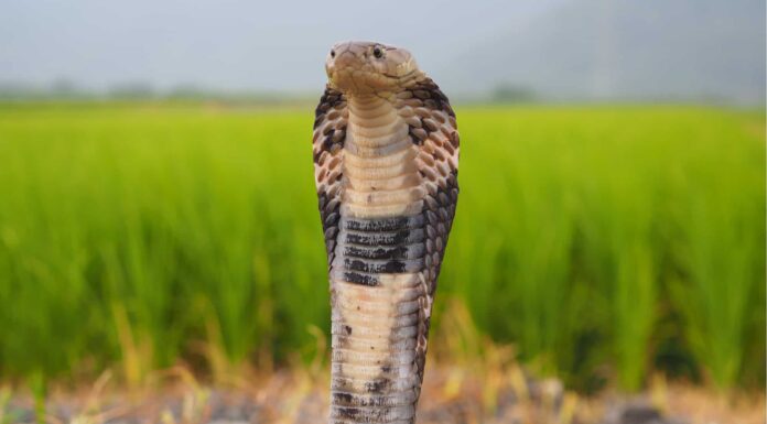 Chinese cobra on white isolated background