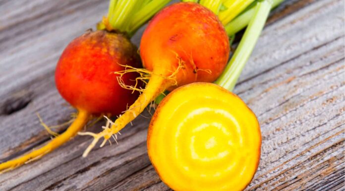 Semi di barbabietola: coltiva le tue barbabietole, velocemente!
