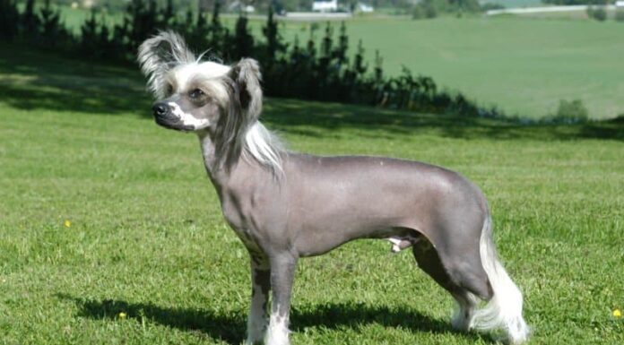 Cane crestato cinese
