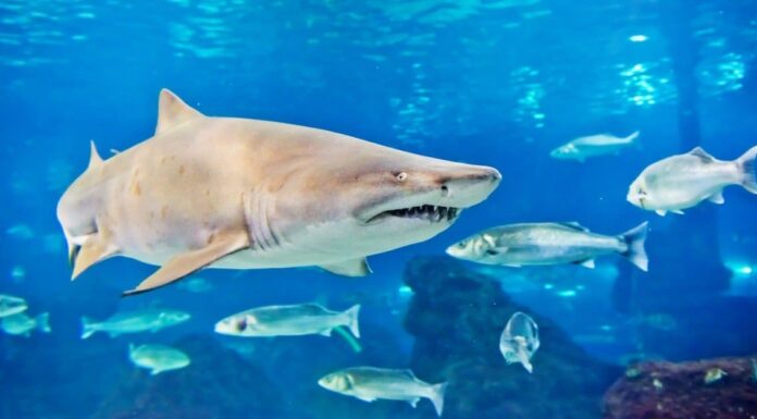 Alla scoperta degli animali più letali del Delaware
