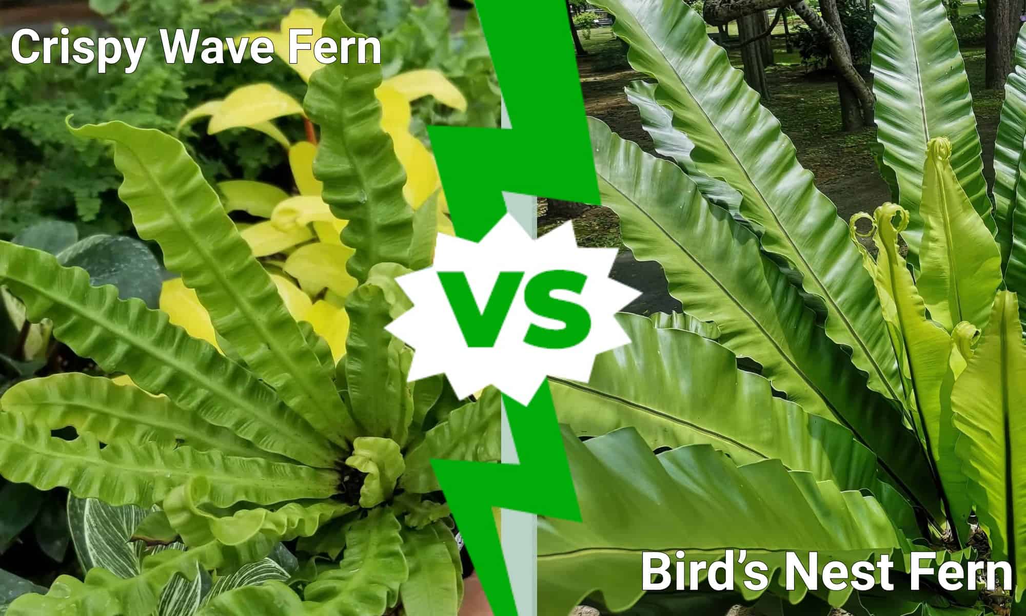 Felce dell'onda croccante contro felce del nido d'uccello